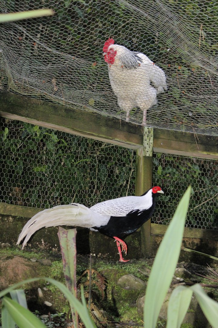 Silver Pheasant cock & Chicken