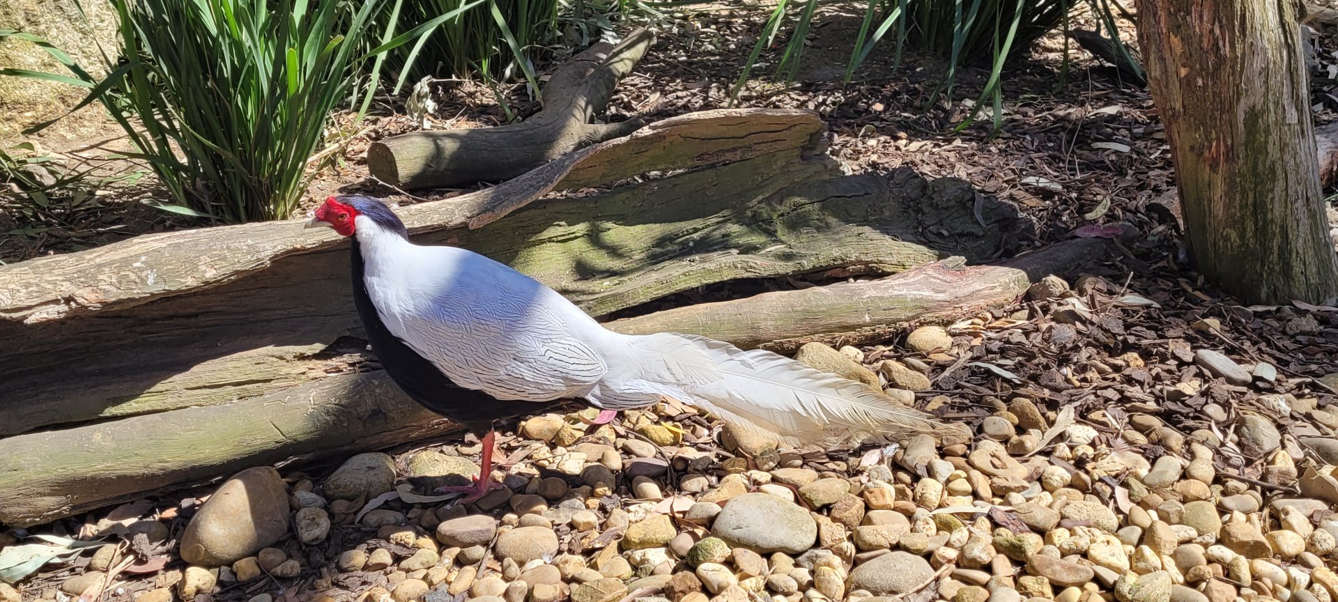 Silver Pheasant Cock