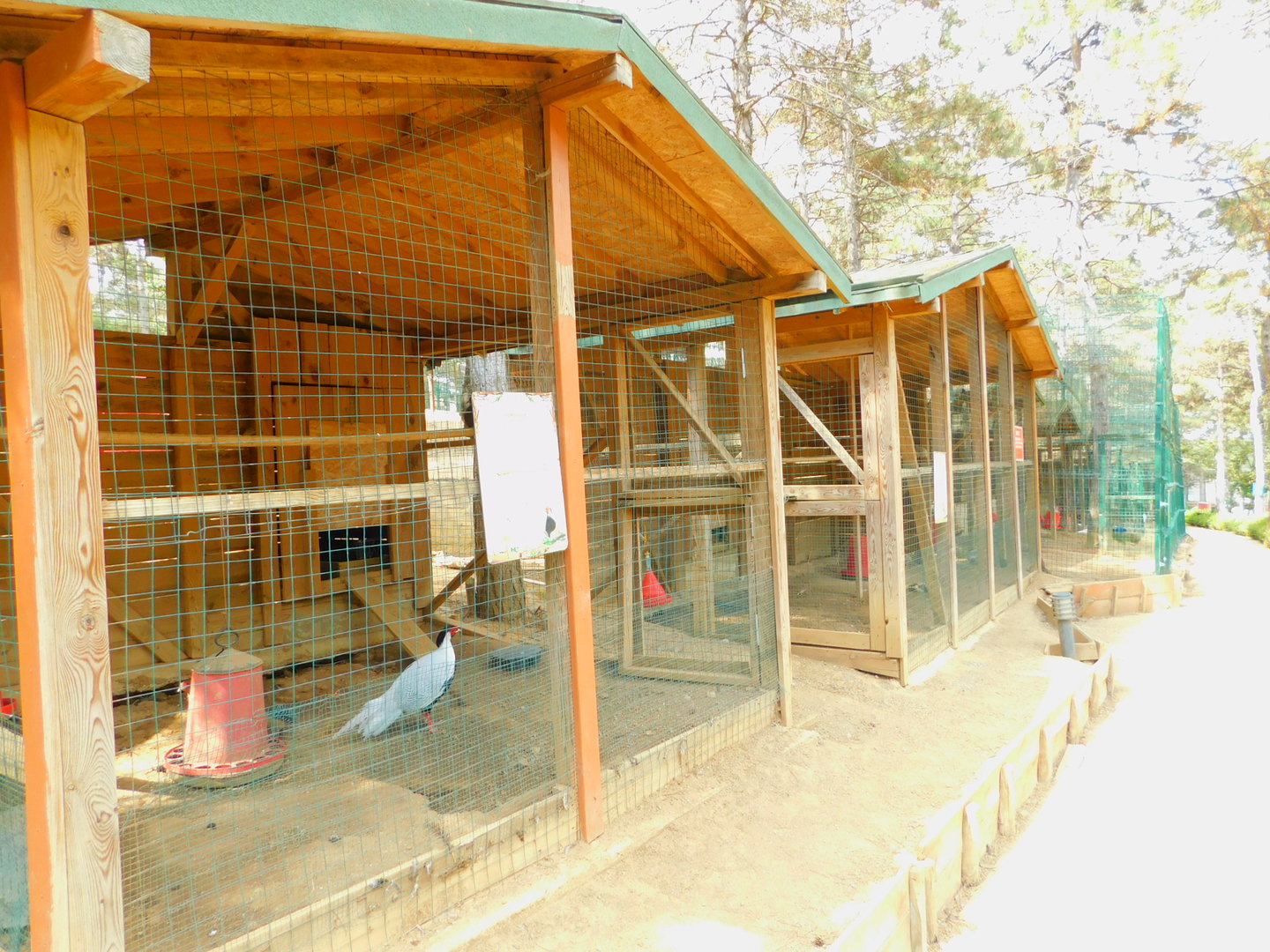 Silver Pheasant Enclosure at Park of Istanbul
