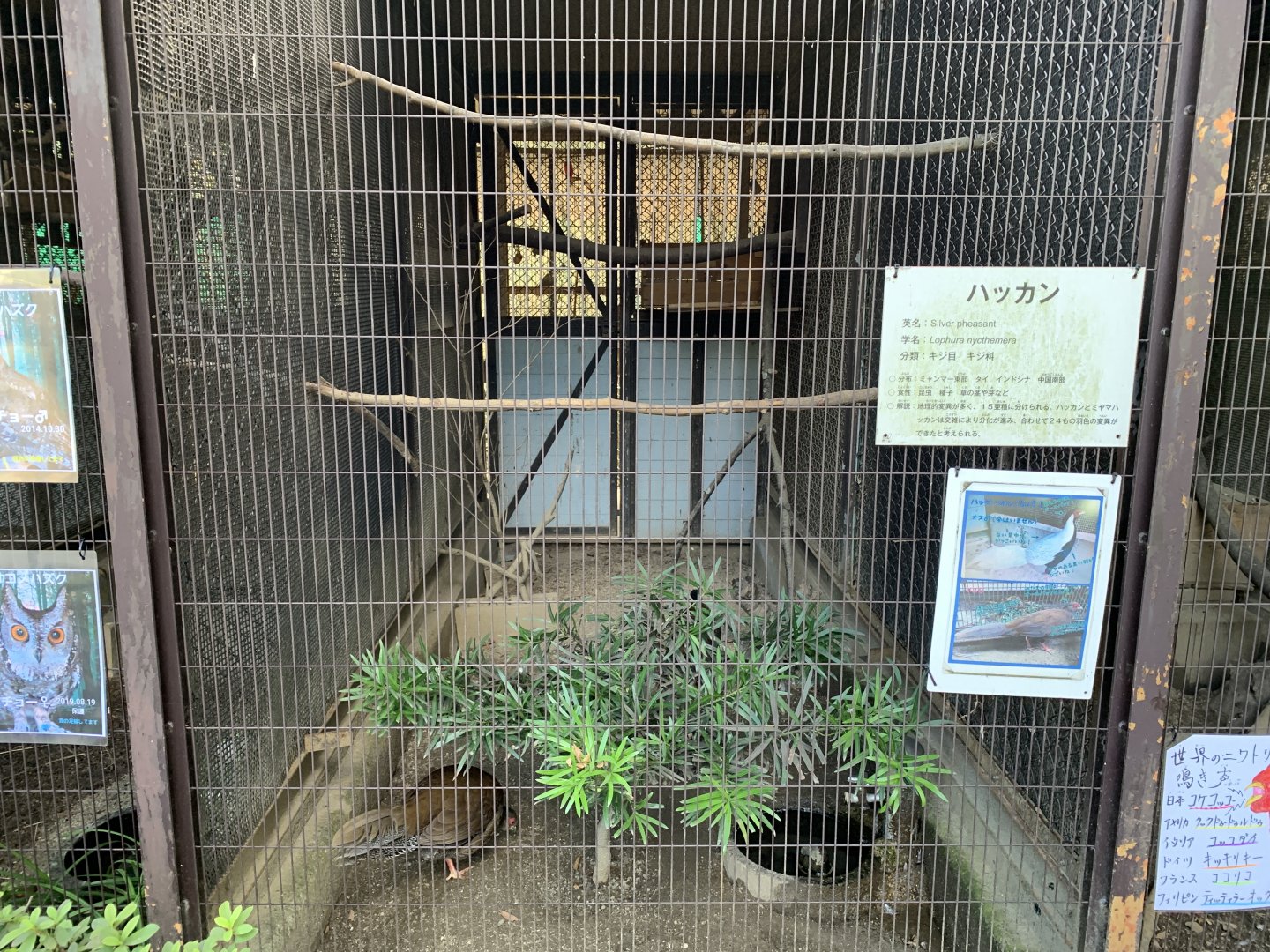 Silver Pheasant Enclosure (Himeji City Zoo)