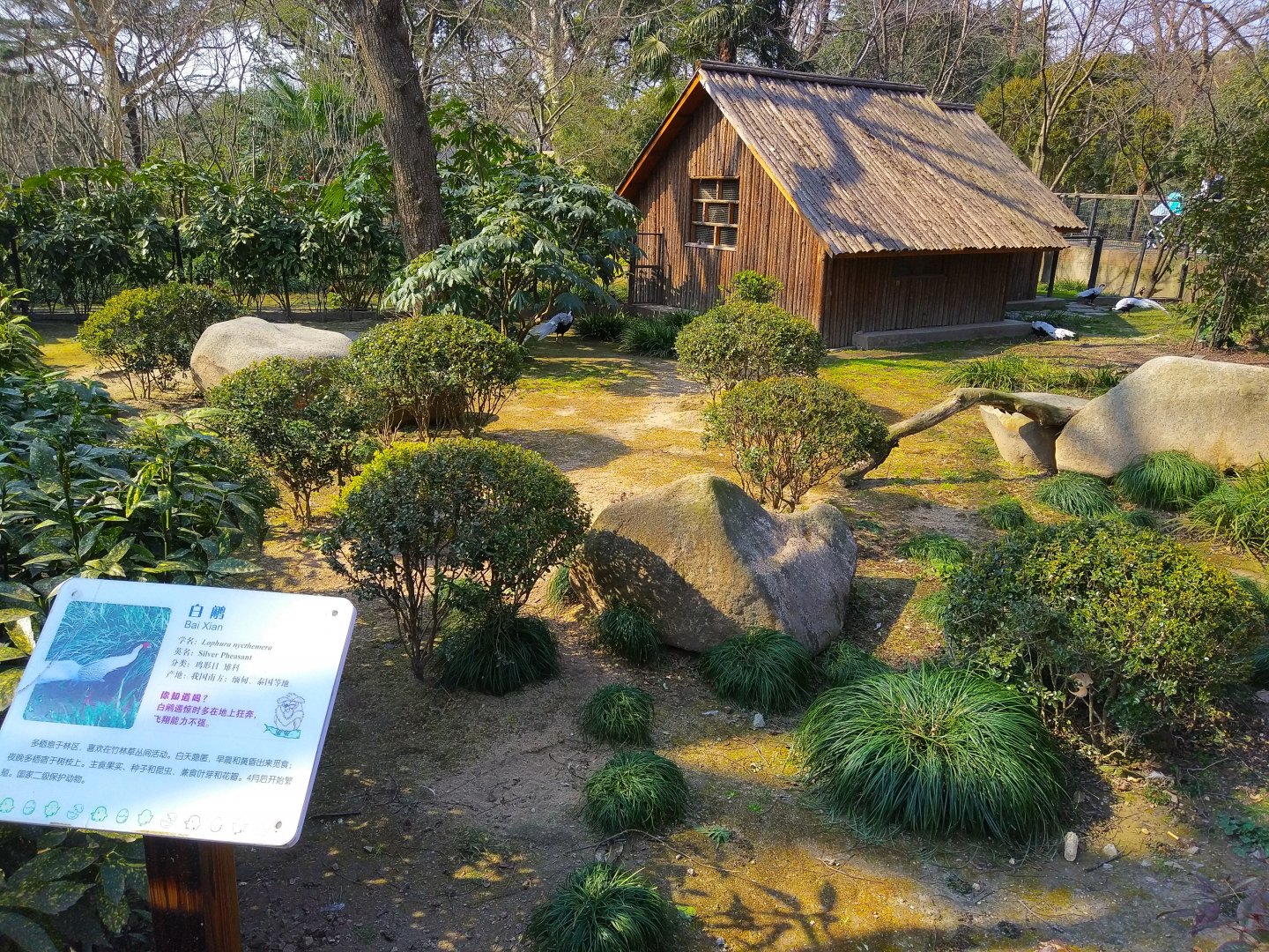 Silver Pheasant Enclosure