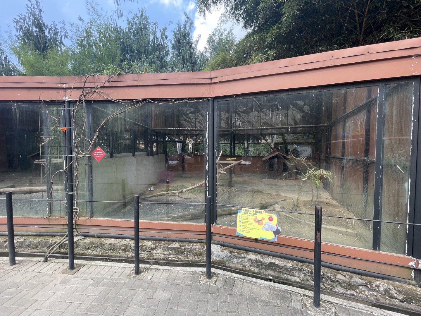 silver pheasant exhibit