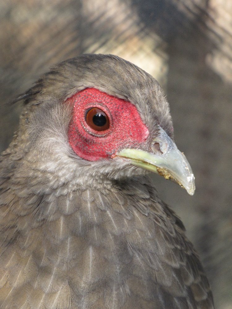 Silver Pheasant(famale )