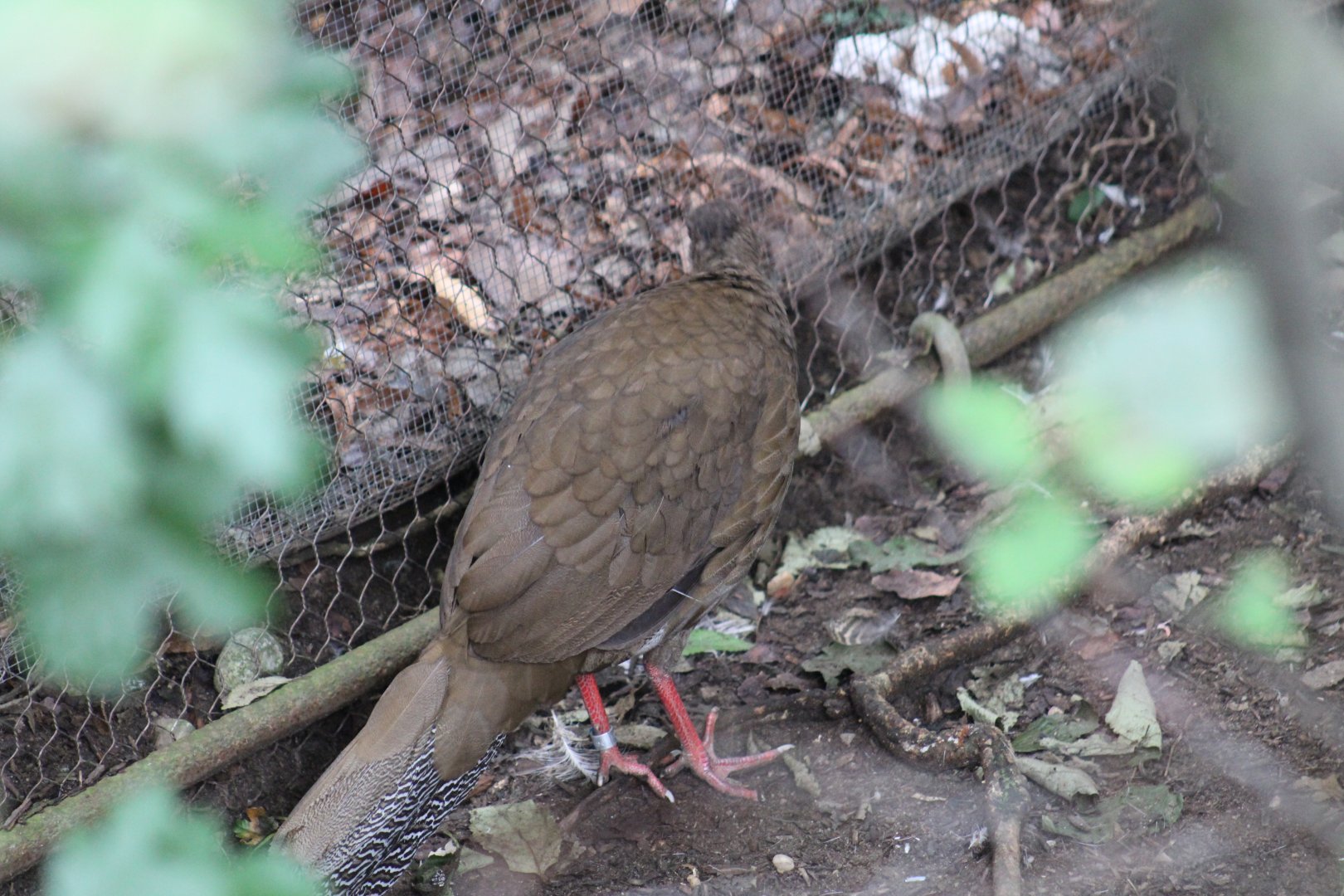 Silver Pheasant female