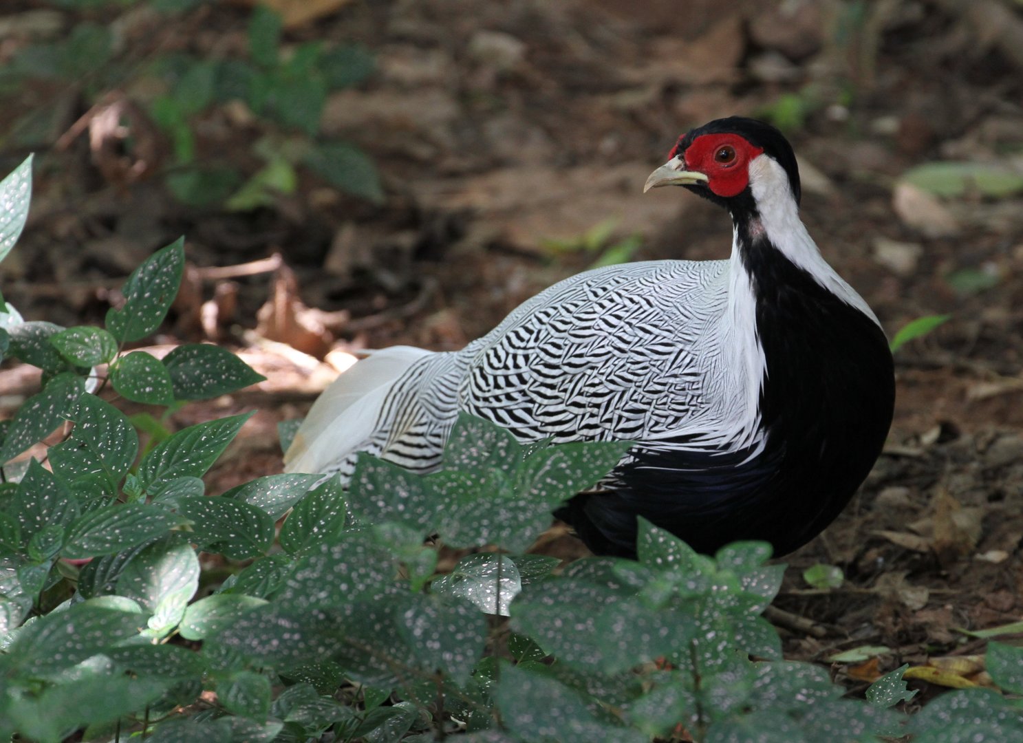 Silver Pheasant (Free Roaming)