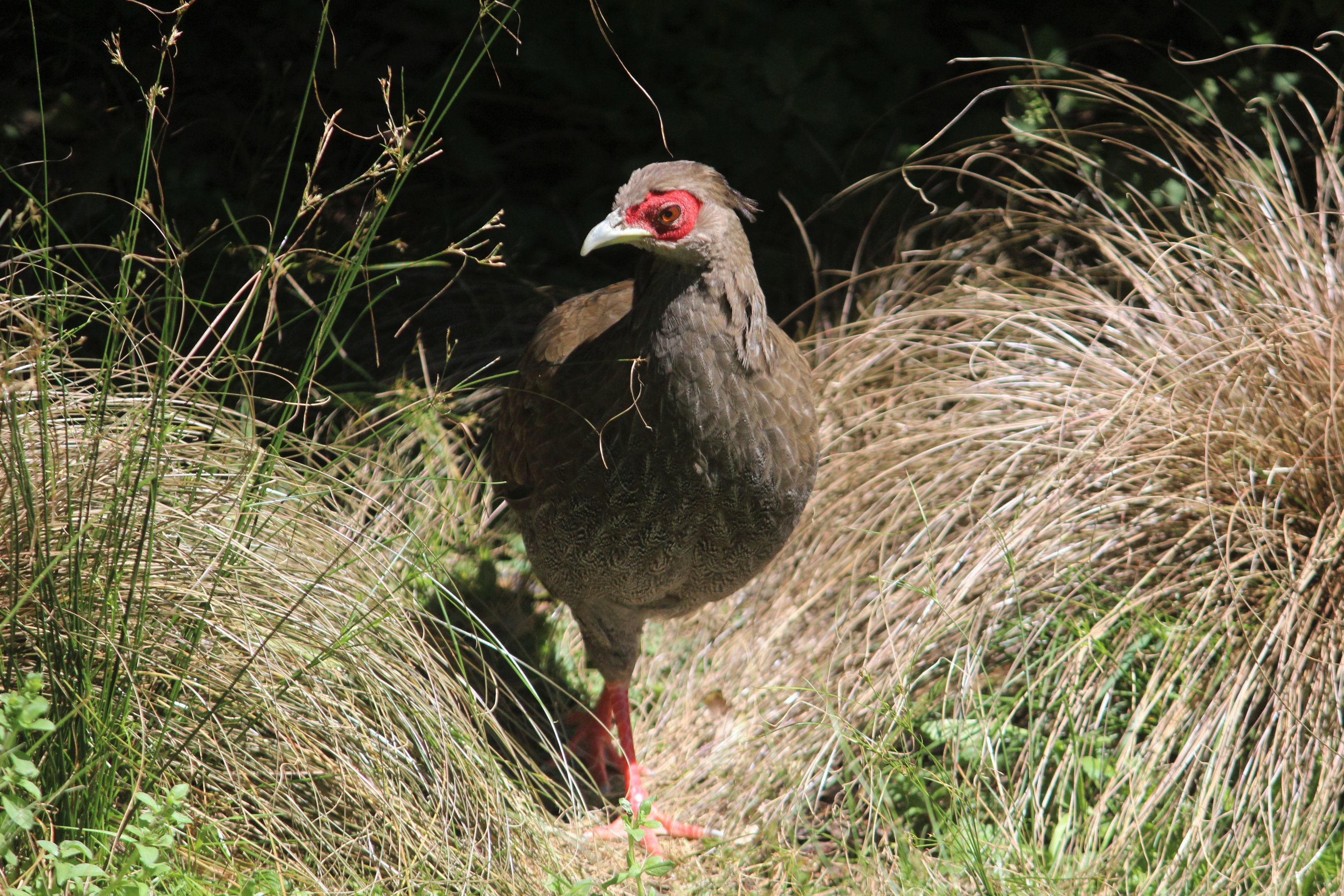 Silver Pheasant hen