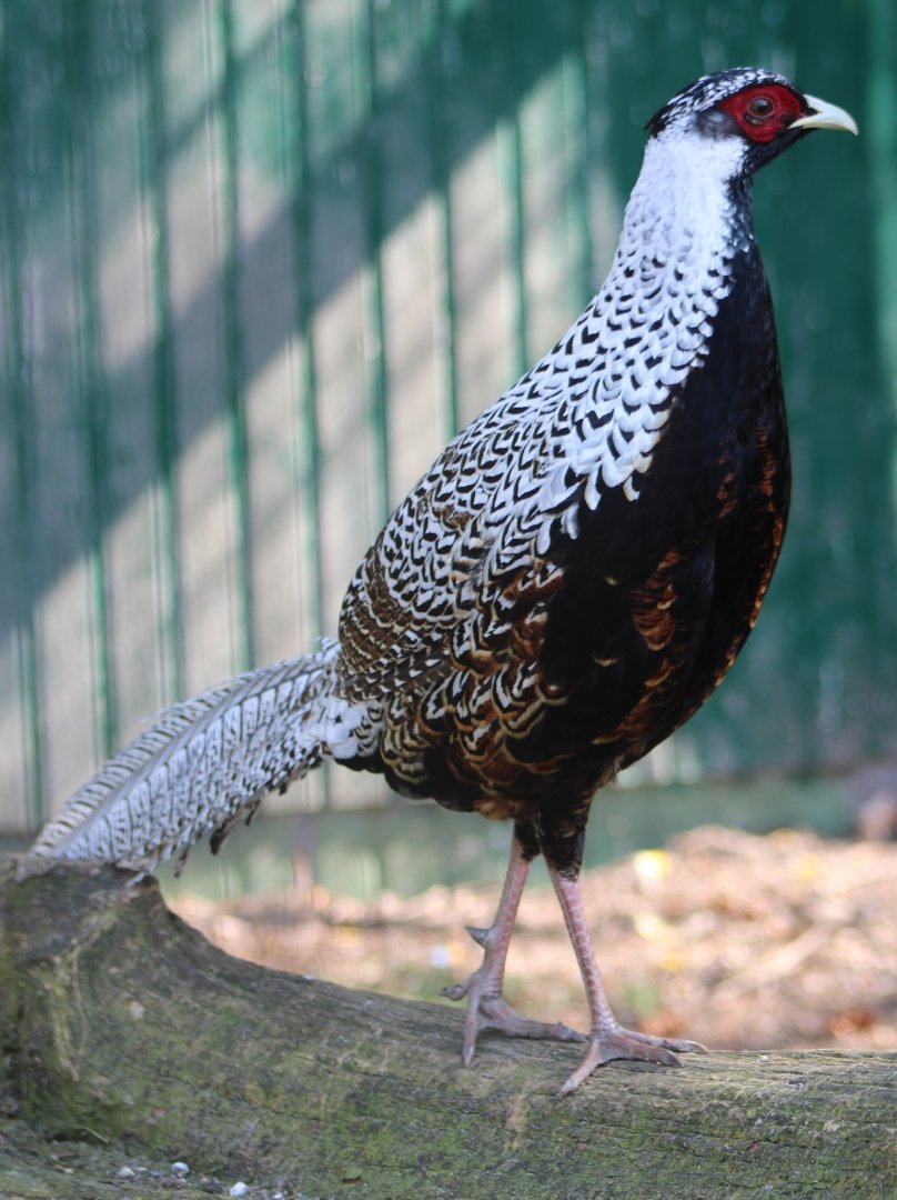 Silver pheasant hybrid