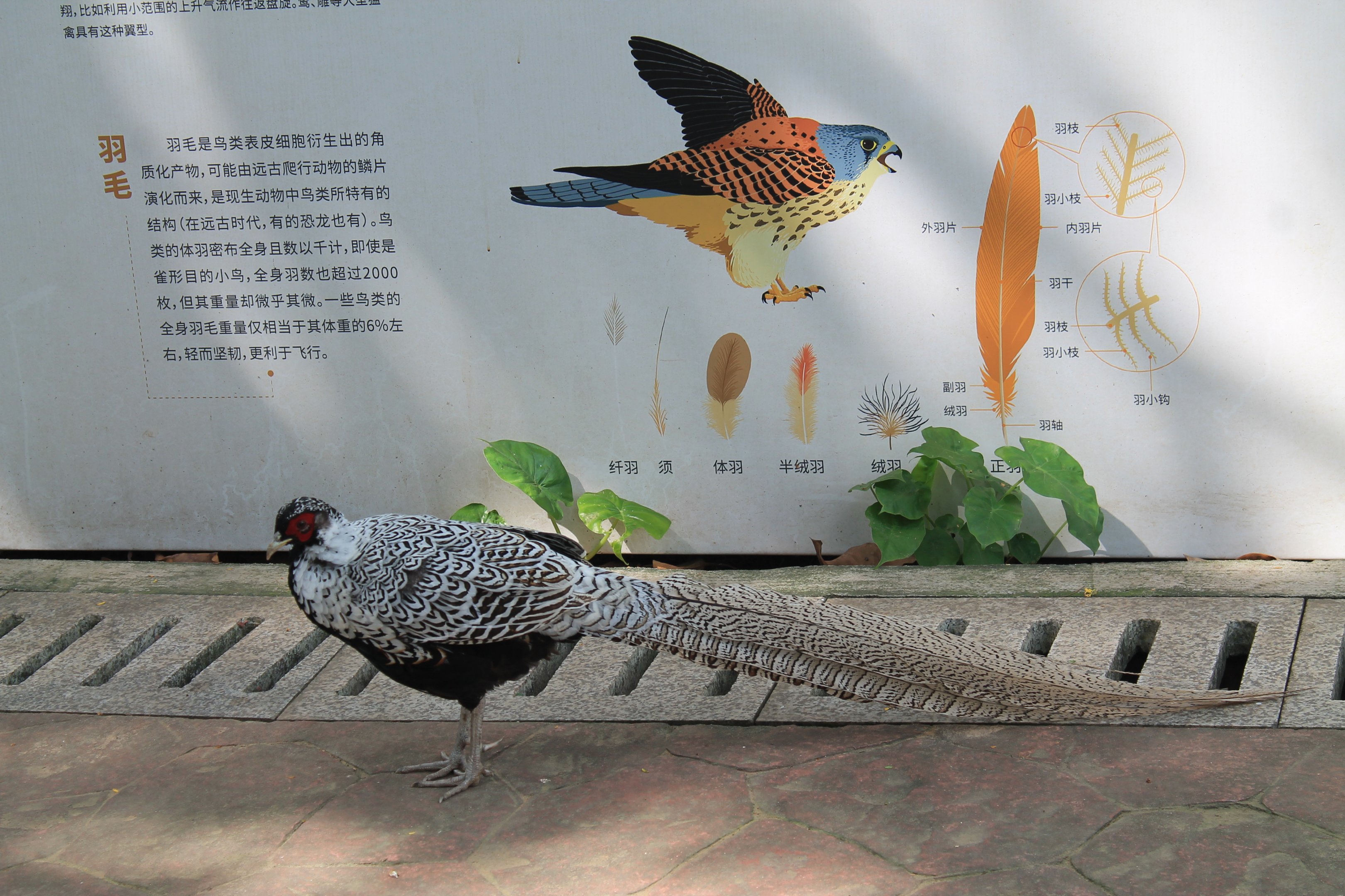 Silver Pheasant [i]Lophura nycthemera[/i]