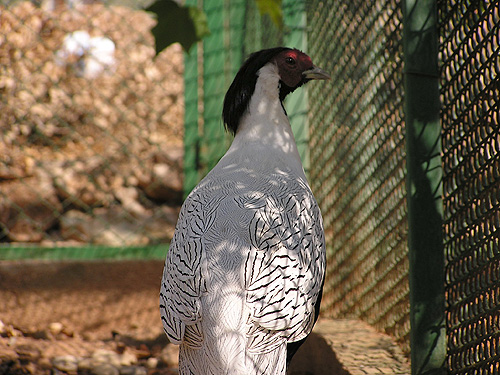 Silver Pheasant in Antalya Zoo