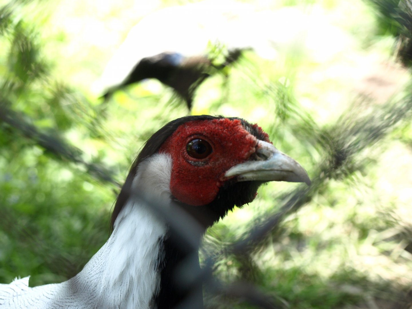Silver pheasant - Lalazar Wildlife Park 7/7/2018