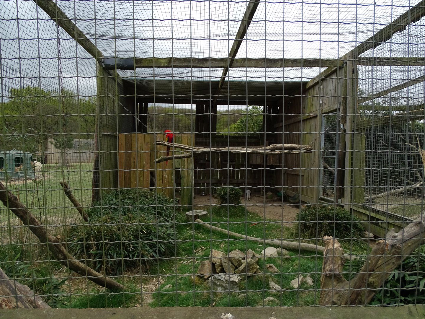 Silver pheasant (Lophura nycthemera) and scarlet macaw (Ara macao) aviary - Parc animalier d'Ecouves
