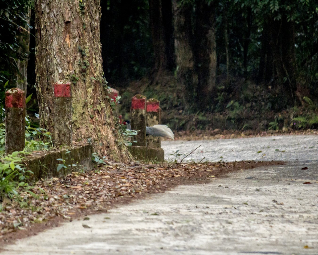 Silver pheasant, Lophura nycthemera beli