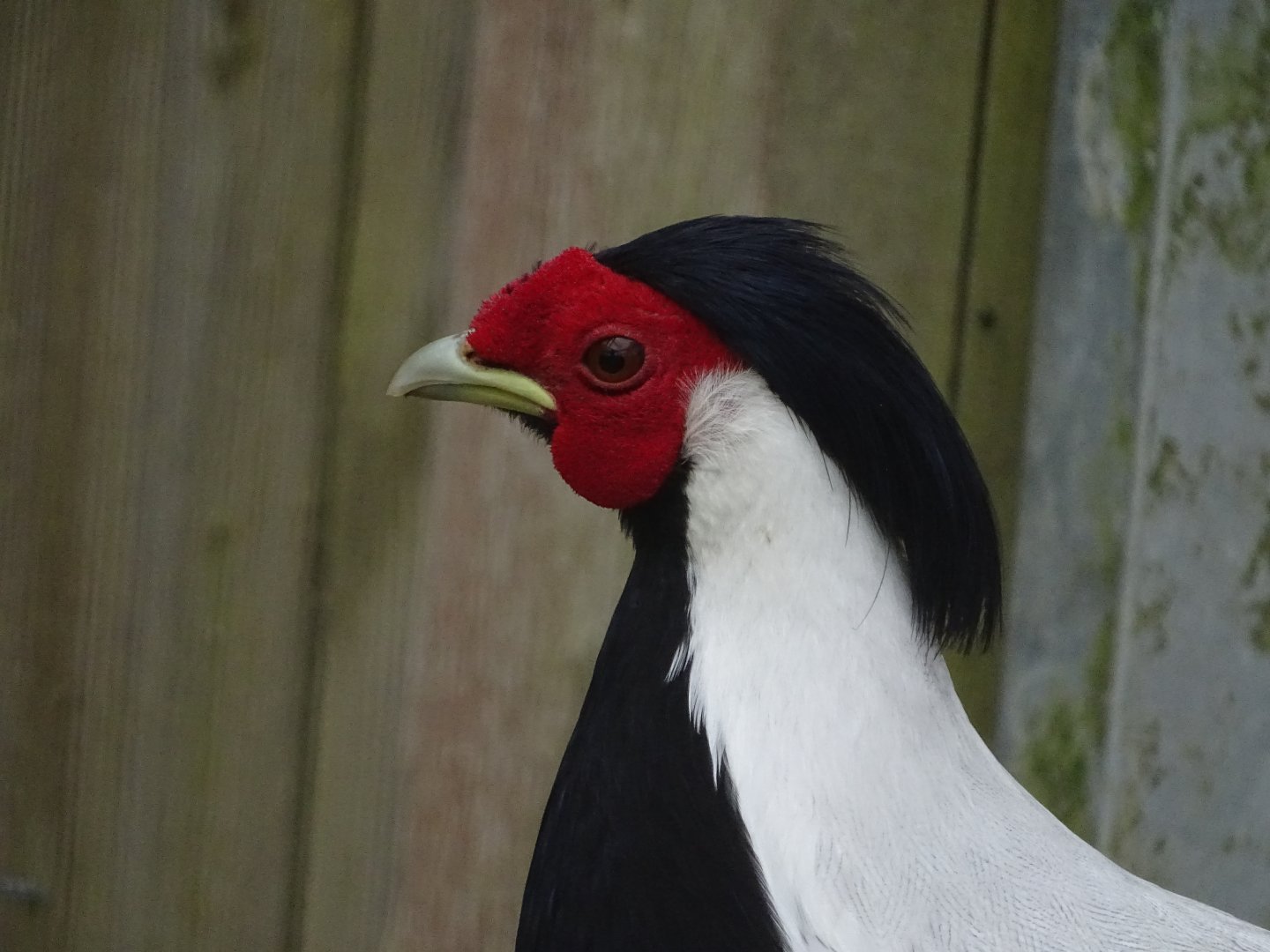 Silver pheasant (Lophura nycthemera) - Parc animalier d'Ecouves