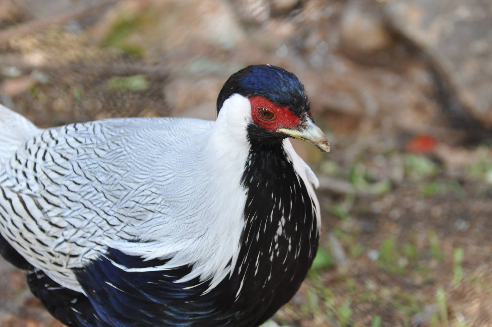 Silver pheasant/ Lophura nycthemera