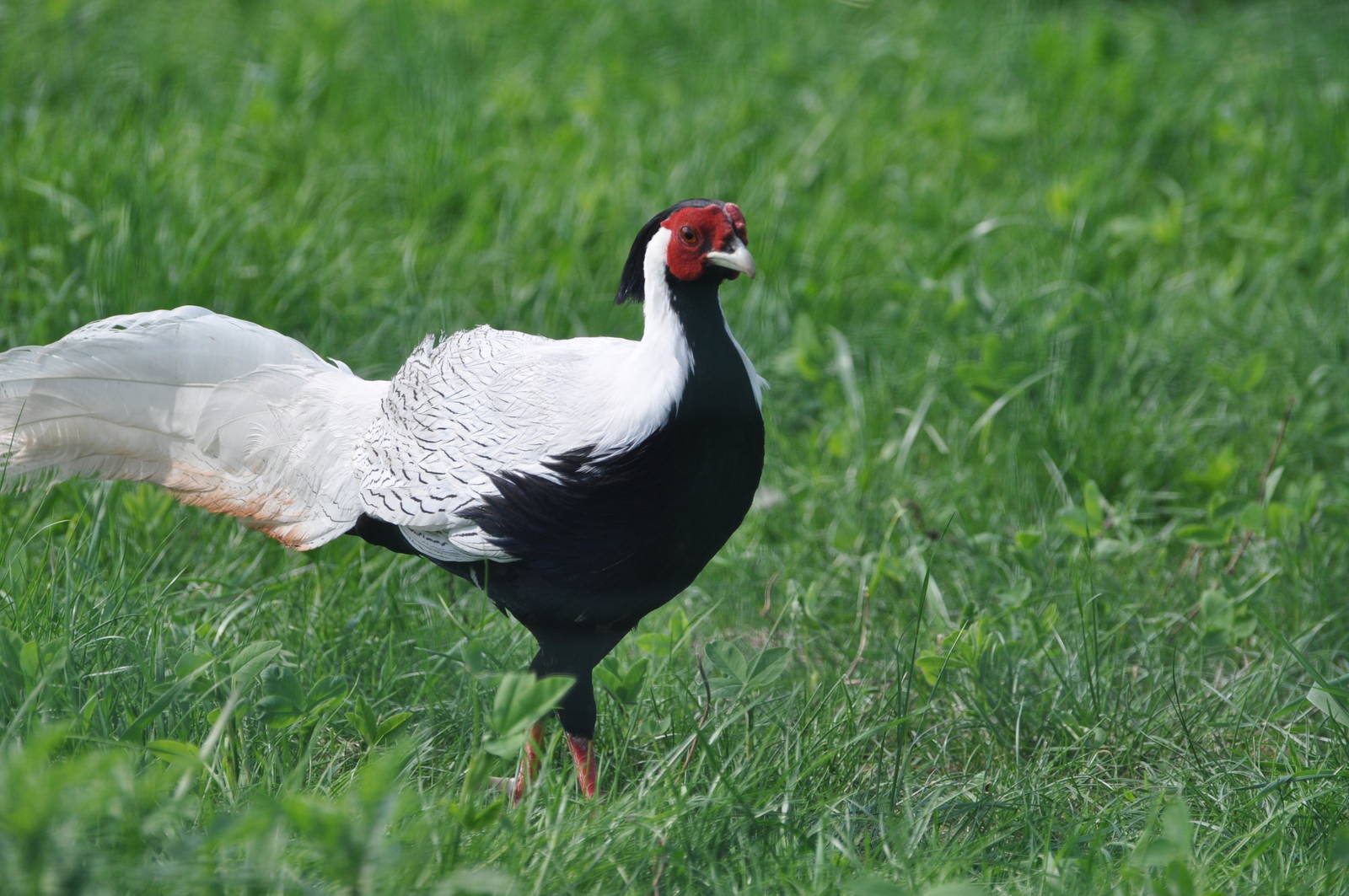 Silver pheasant/ Lophura nycthemera