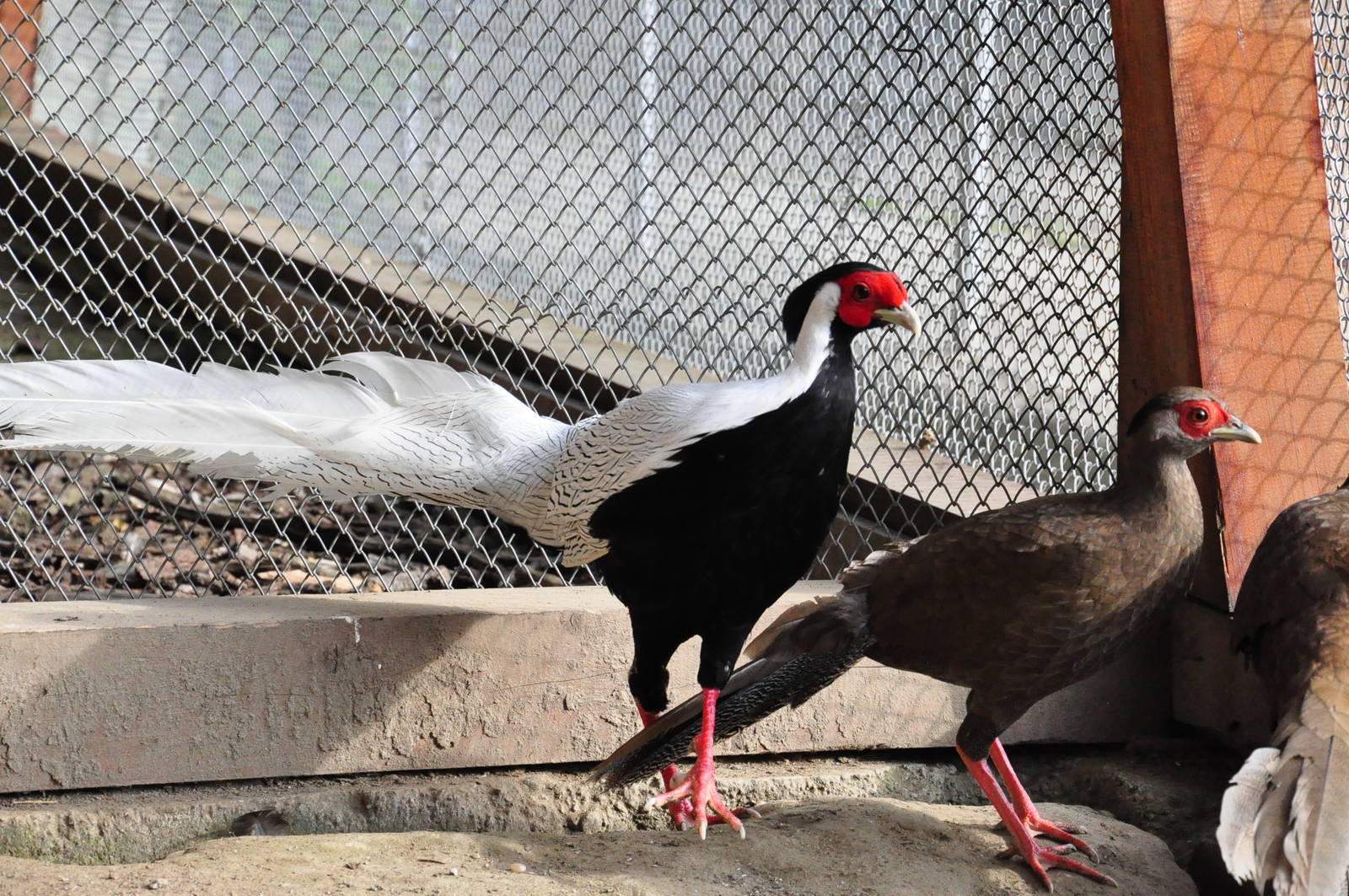Silver pheasant/ Lophura nycthemera