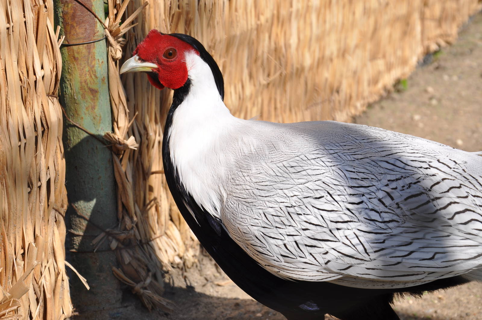 Silver pheasant/ Lophura nycthemera