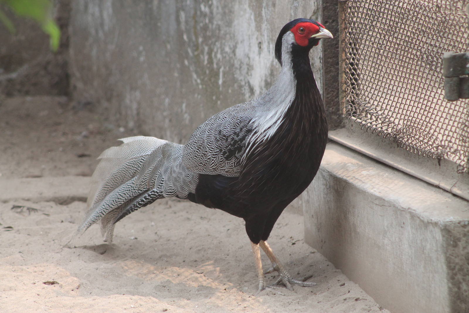 silver pheasant (Lophura nycthemera)