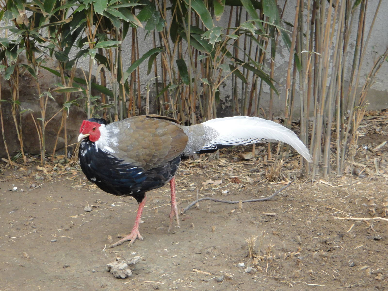 Silver Pheasant (Lophura nycthemera)