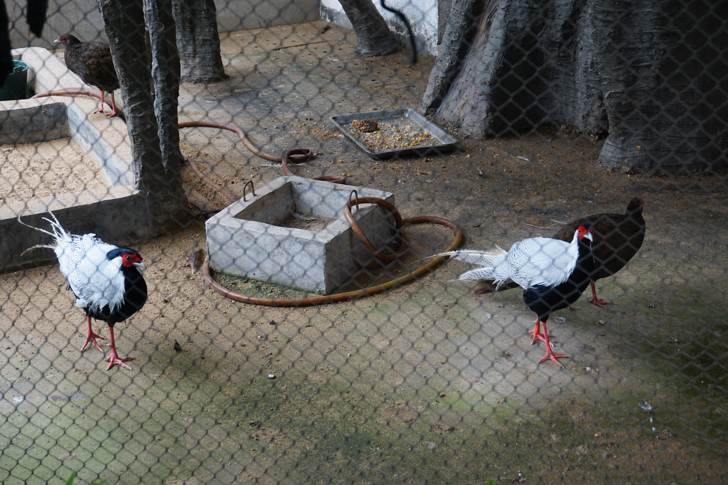 Silver pheasant (Lophura nycthemera)
