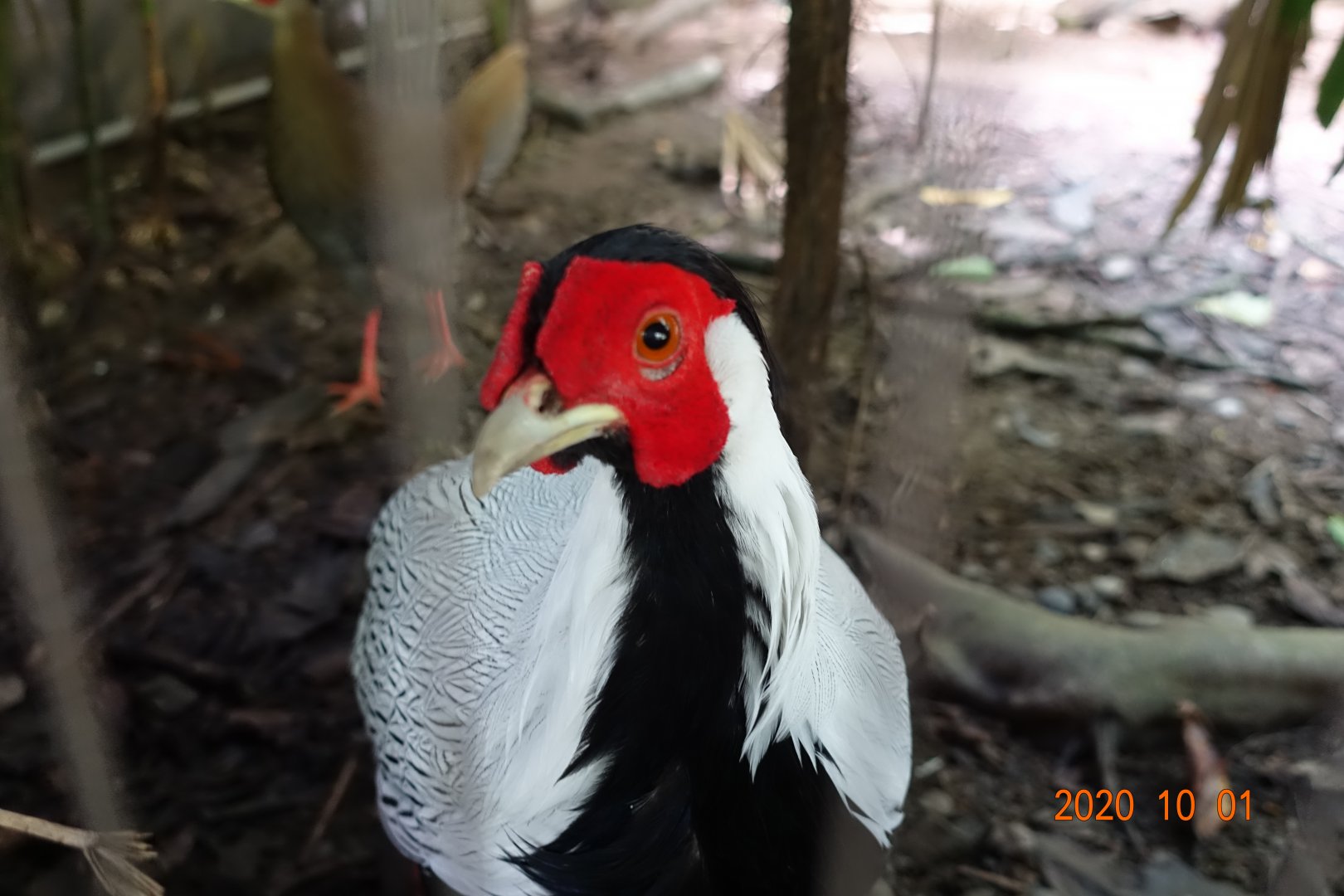 Silver Pheasant (Lophura nycthemera)