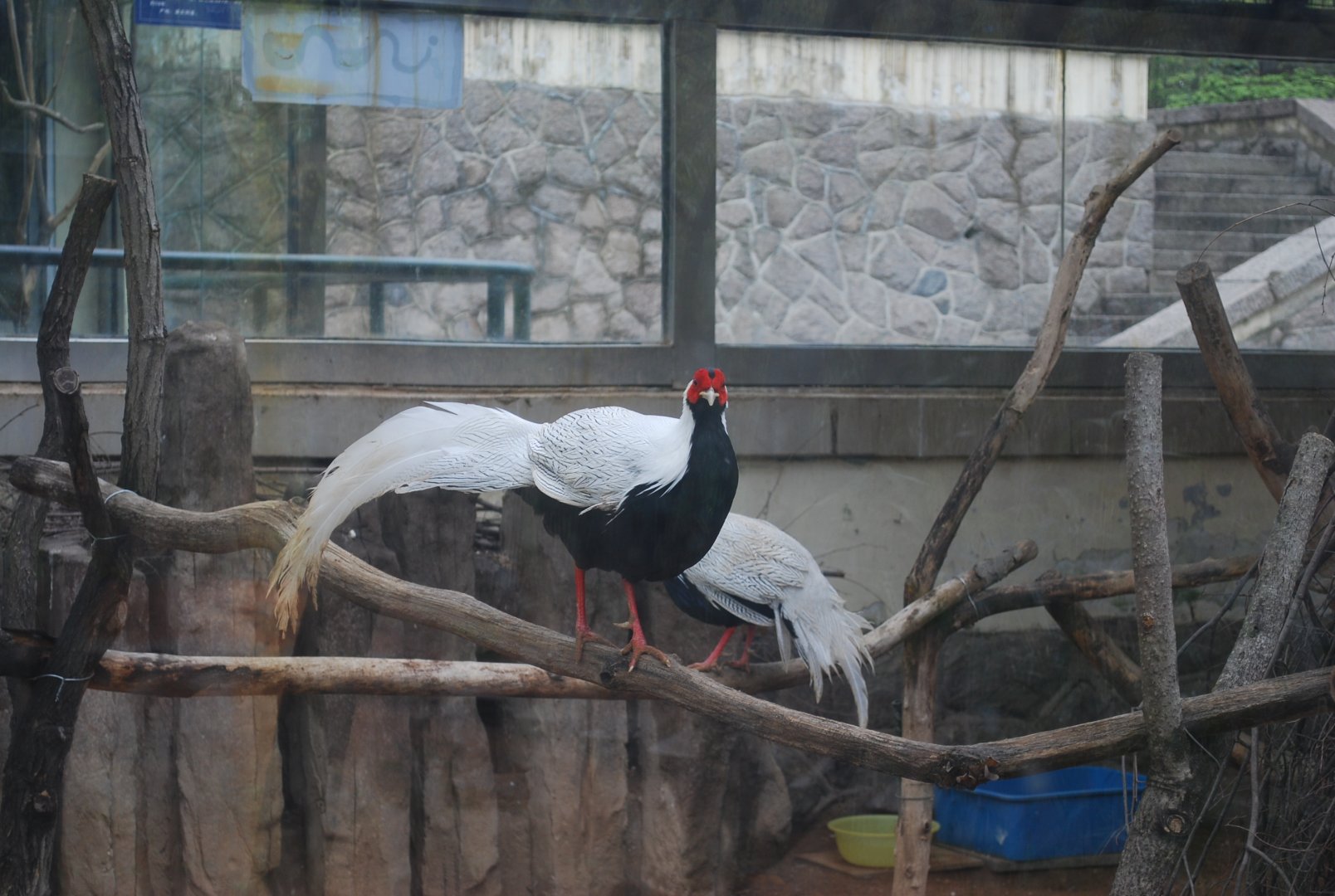 silver pheasant (Lophura nycthemera)