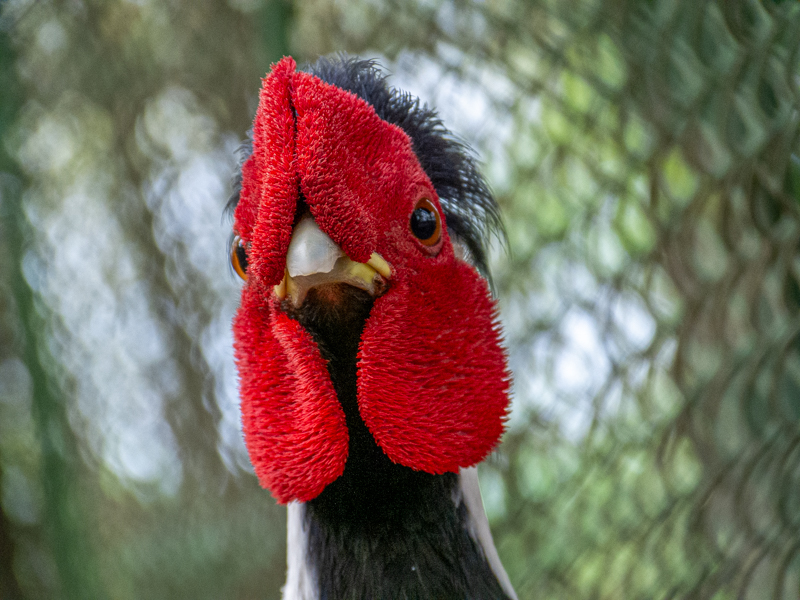 Silver pheasant / Lophura nycthemera