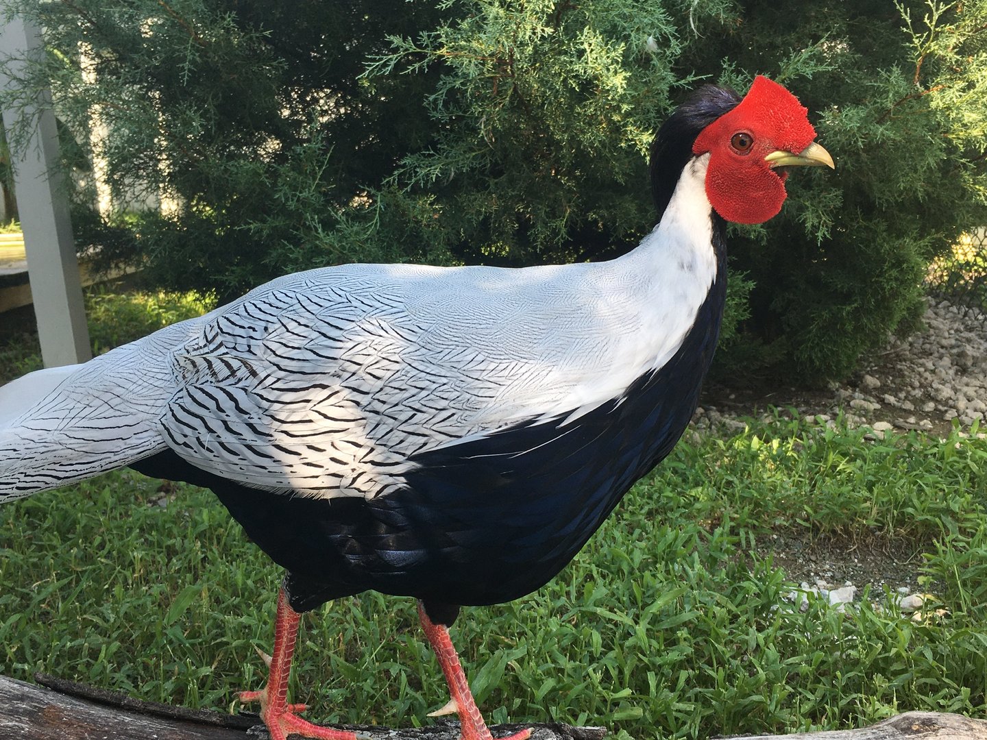 Silver Pheasant (Lophura nycthemera)