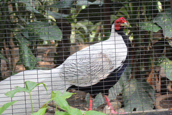 Silver pheasant (Lophura nycthemera)
