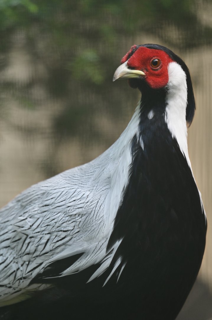 Silver Pheasant Lophura nycthemera