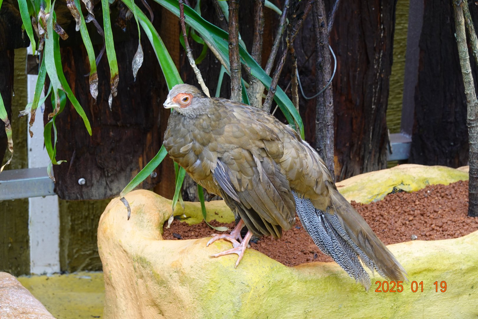 Silver Pheasant (Lophura nycthemera)