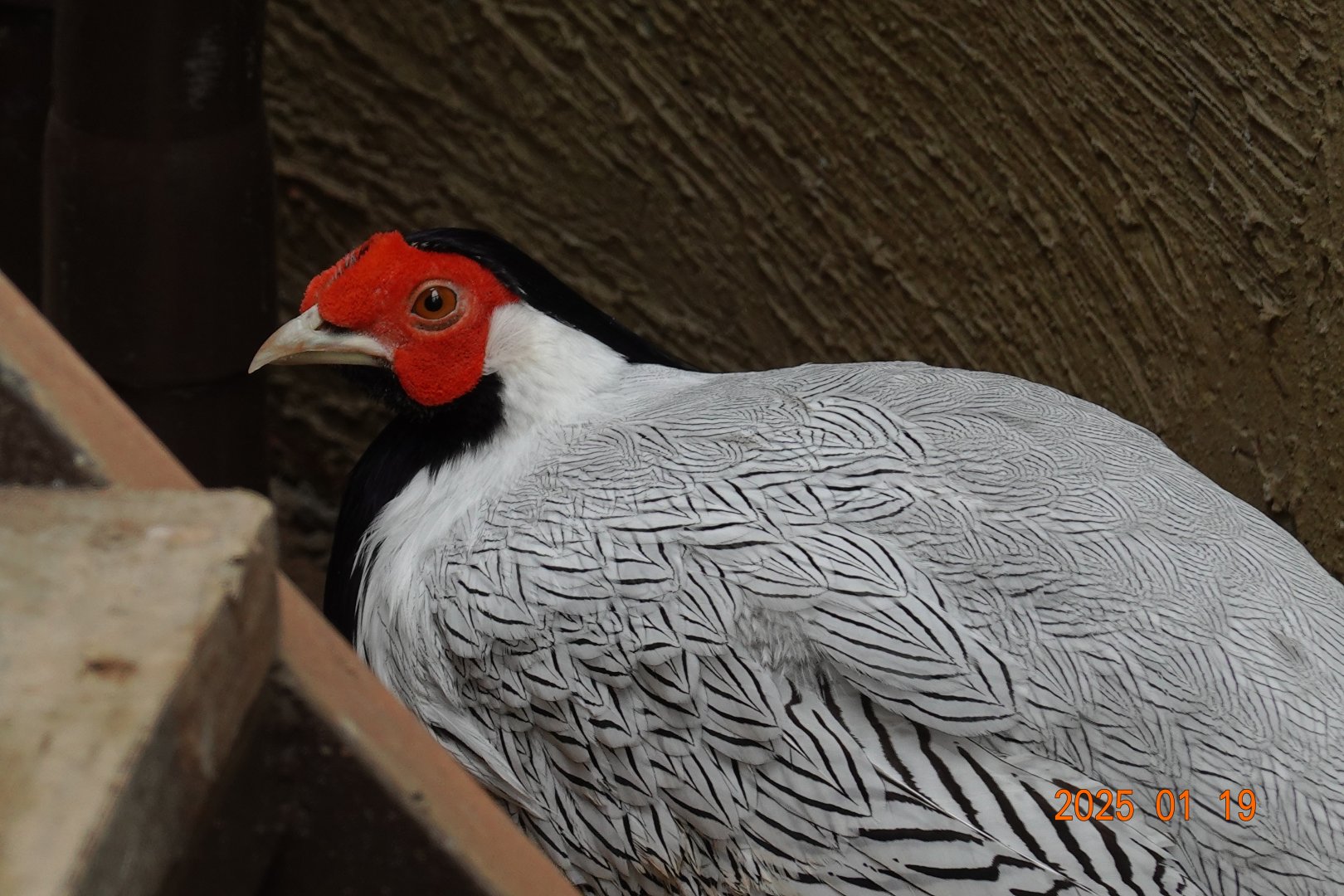 Silver Pheasant (Lophura nycthemera)