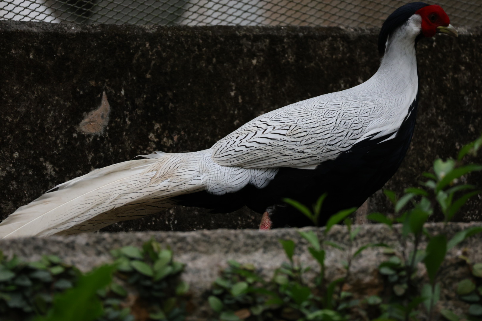 Silver pheasant (Lophura nycthemera)