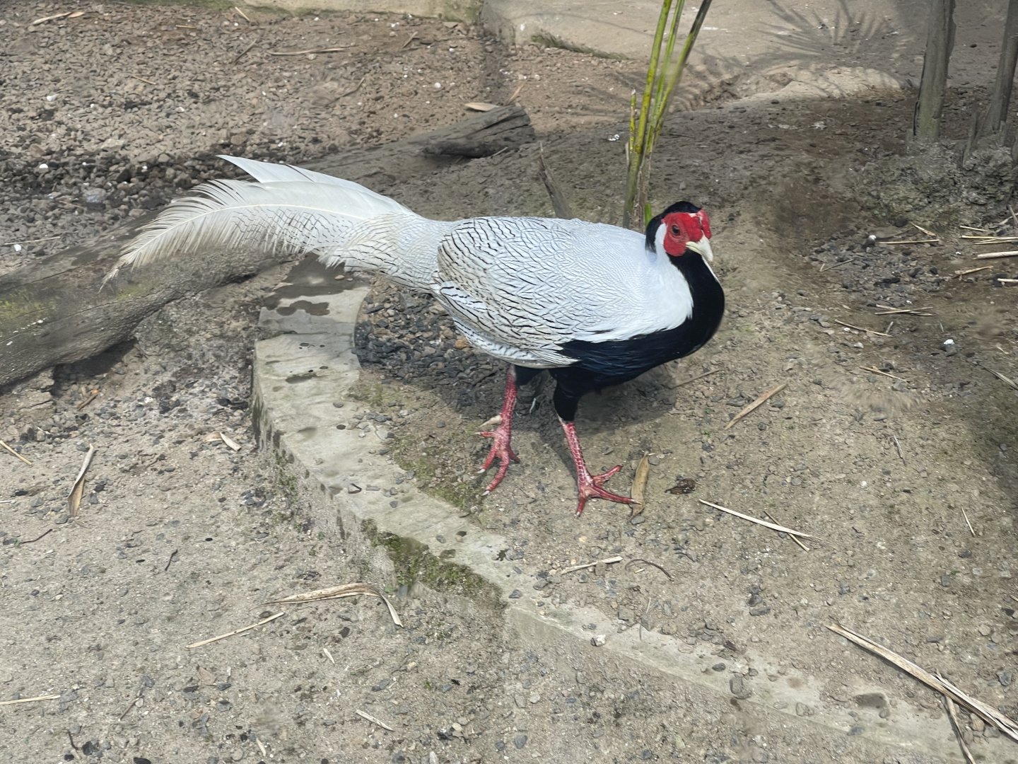 silver pheasant (lophura nycthemera)