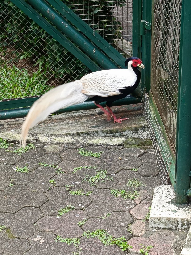 Silver Pheasant (Lophura nycthemera)