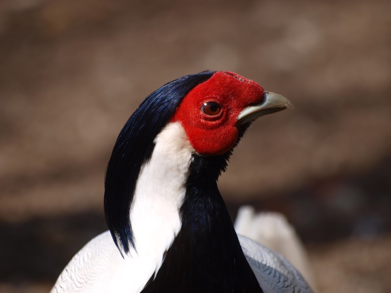 Silver pheasant male(April 19th, 2015)