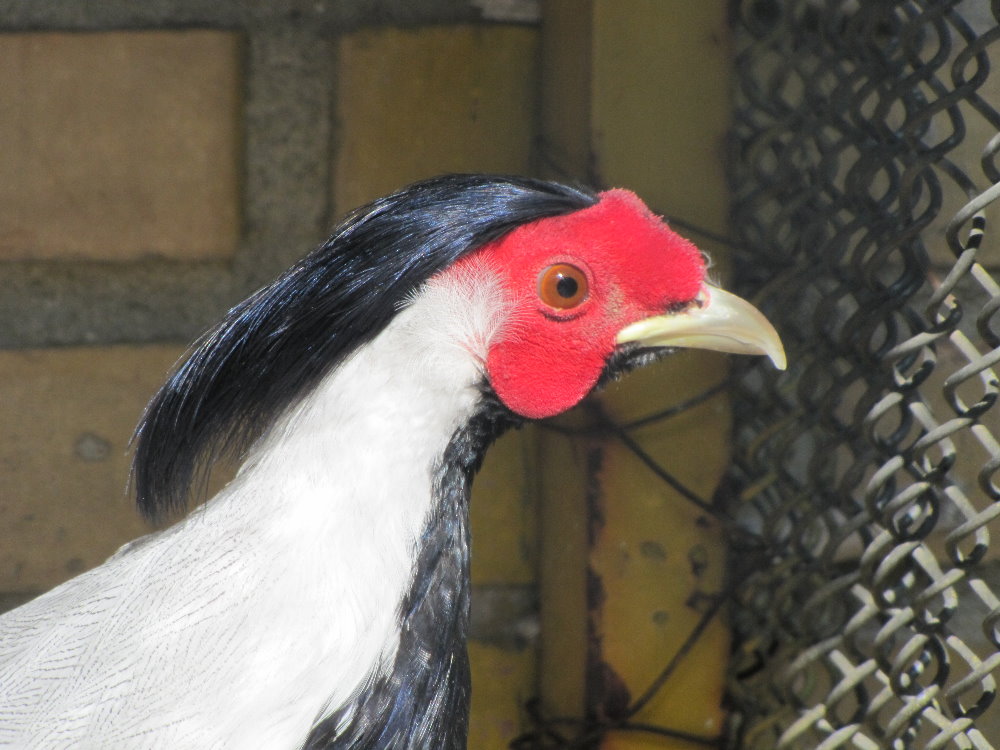 Silver Pheasant(male )