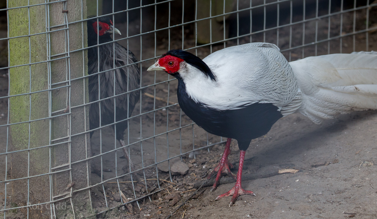 Silver pheasant, Nepal kalij pheasant : Wingham : 06 May 2017