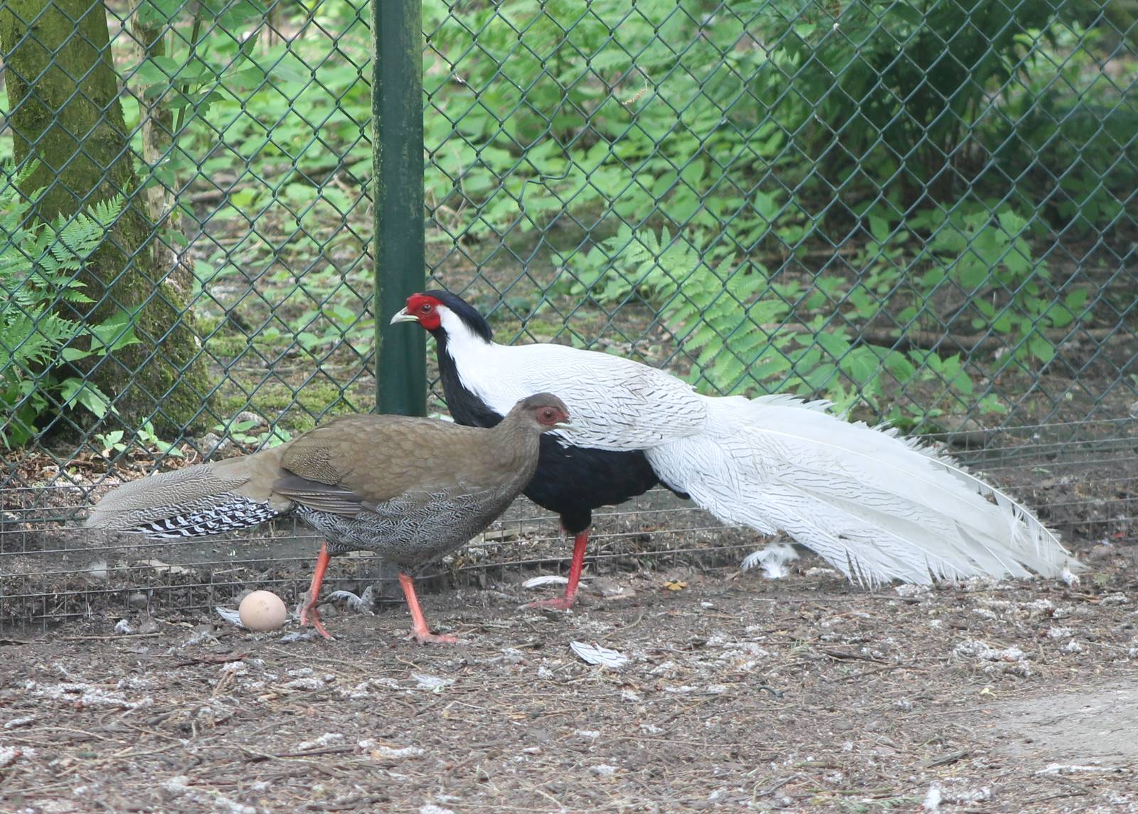 Silver pheasant pair with egg