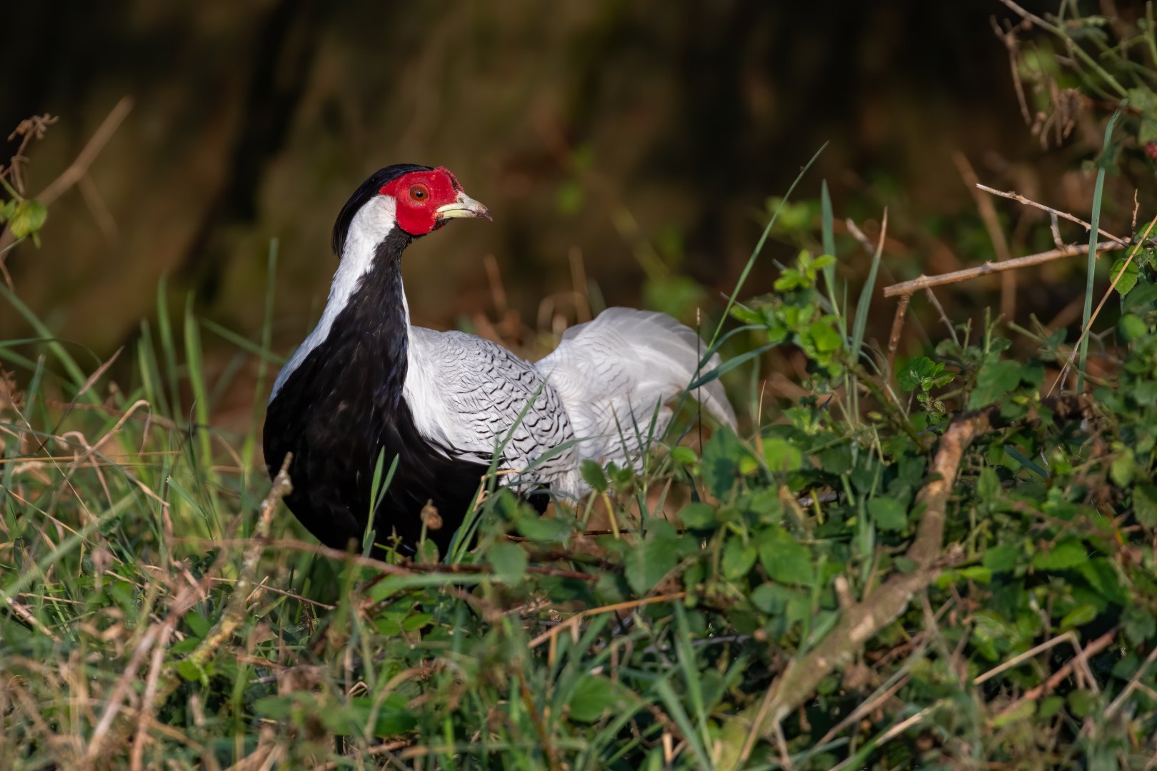 Silver Pheasant / Watatunga / 1-9-20