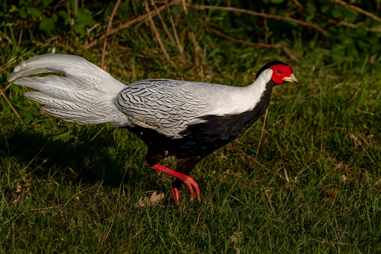Silver Pheasant / Watatunga / 1-9-20