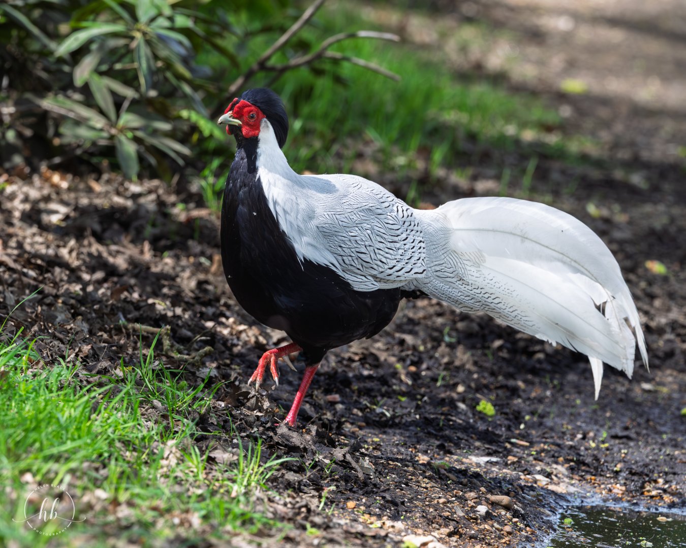 Silver Pheasant / Watatunga / 16-4-25