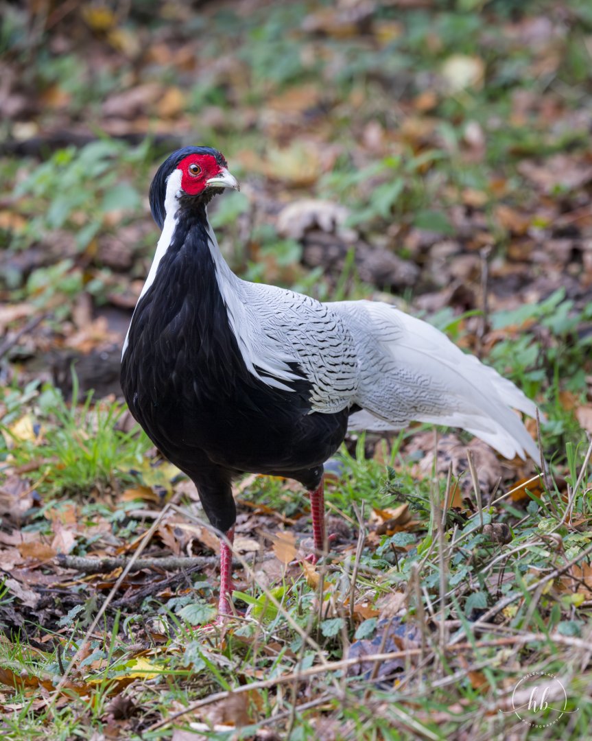 Silver Pheasant / Watatunga / 21-10-24