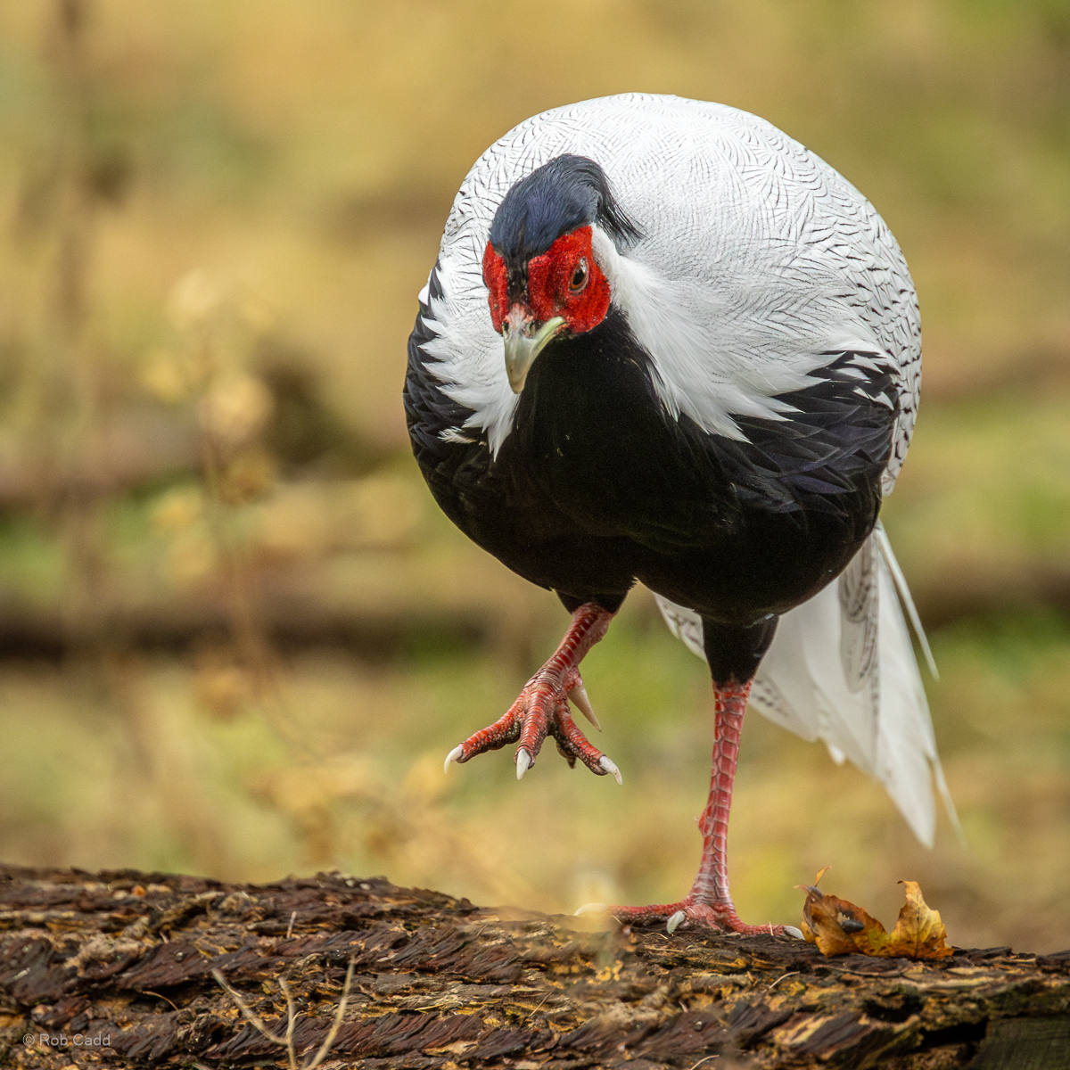 Silver pheasant : Watatunga : 22 Sep 2024