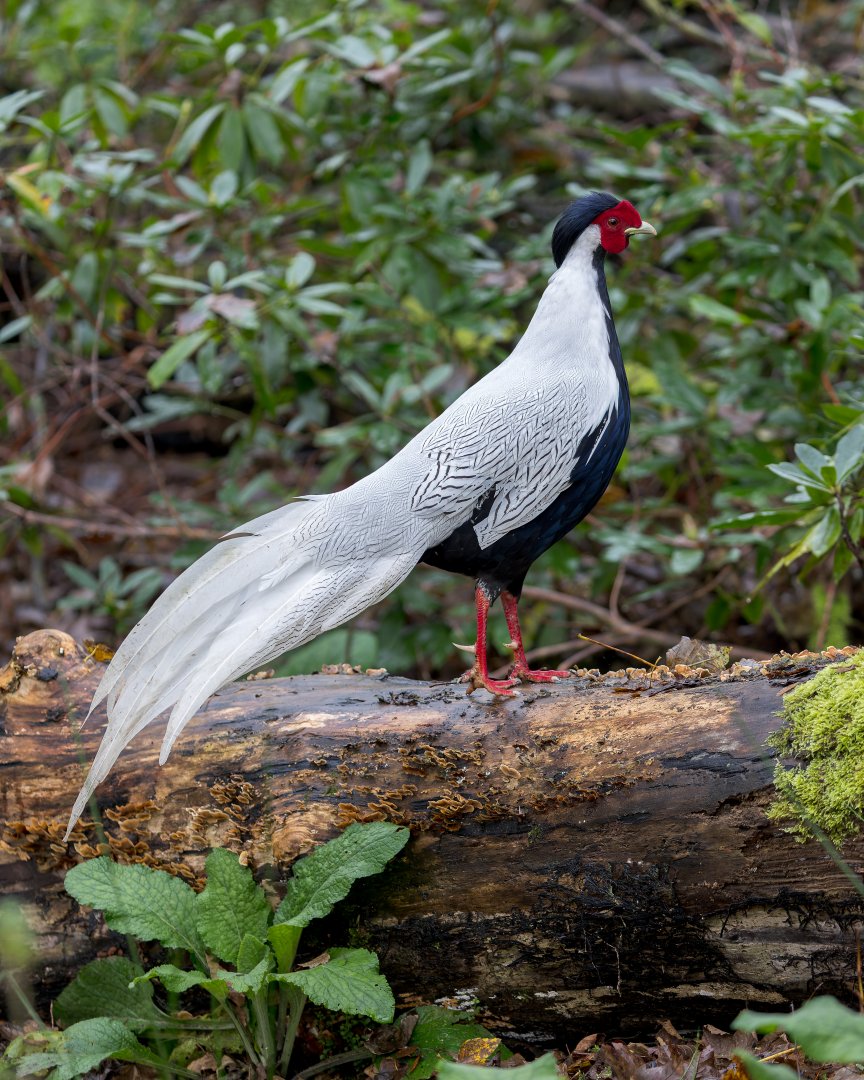 Silver Pheasant / Watatunga 31-10-23