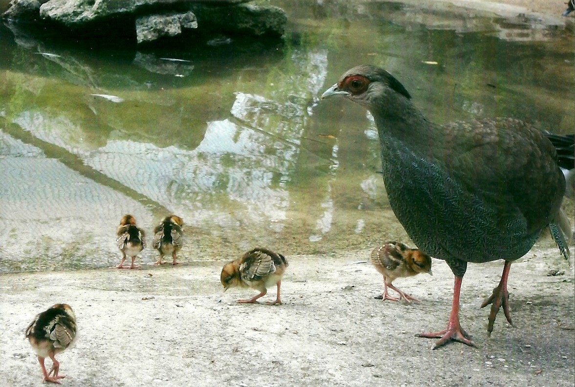 Silver Pheasant with chicks 2013