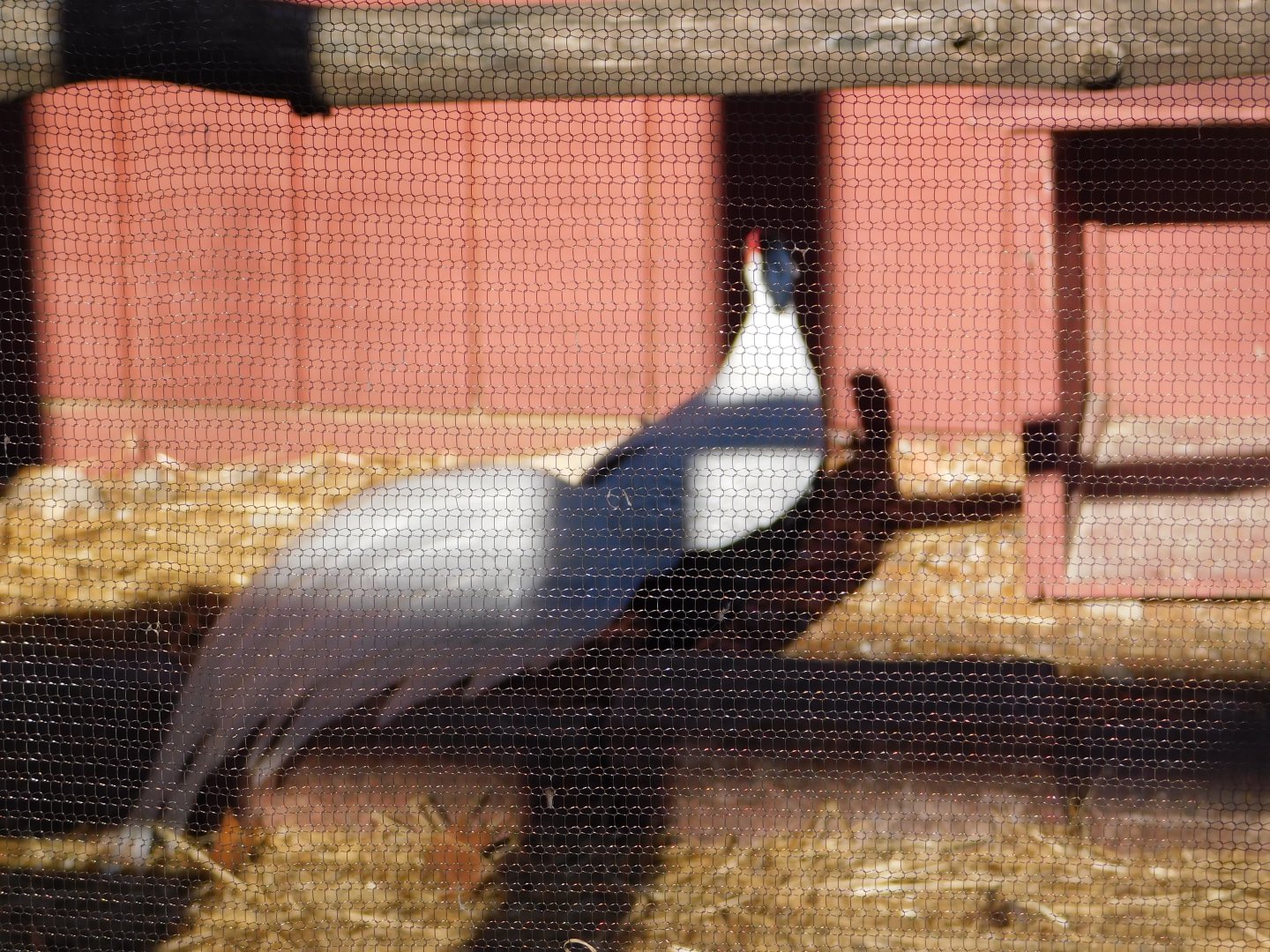 Silver Pheasant- World Bird Sanctuary February 2022
