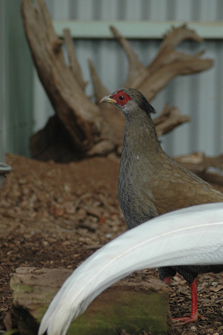 Silver Pheasant