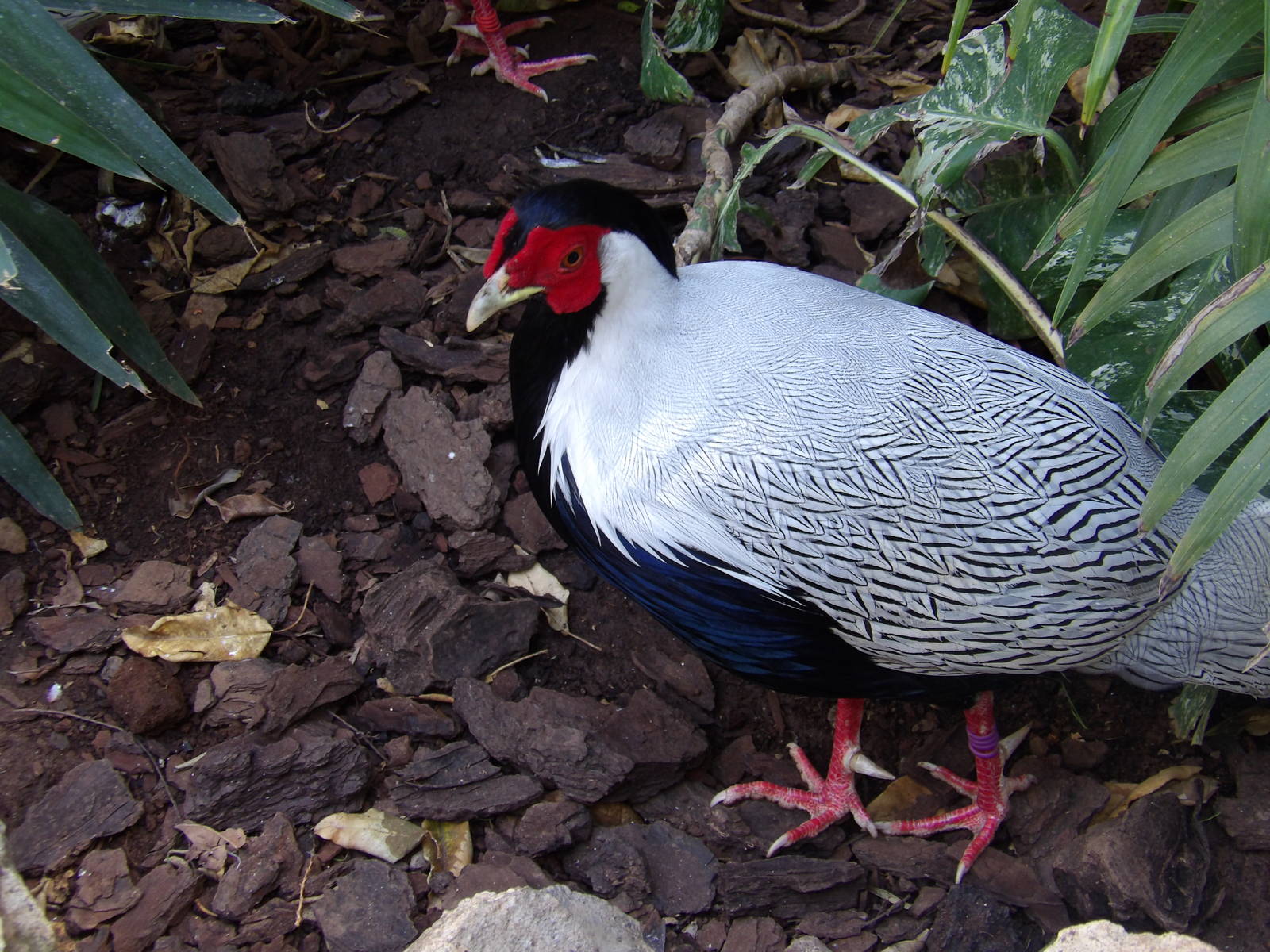 Silver pheasant