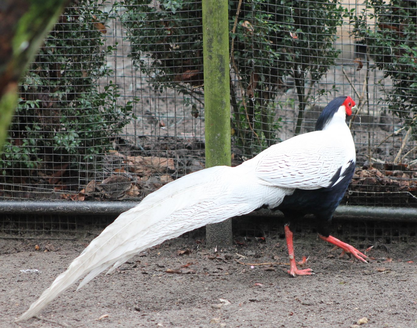 Silver pheasant